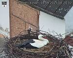 Capi_Dubne_20250418_082002.jpg