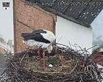 Capi_Dubne_20250418_090002.jpg