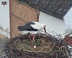 Capi_Dubne_20250418_090504.jpg