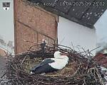 Capi_Dubne_20250418_092502.jpg