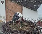 Capi_Dubne_20250418_093004.jpg