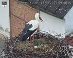Capi_Dubne_20250418_094002.jpg