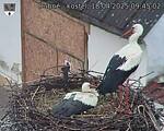 Capi_Dubne_20250418_094502.jpg