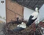 Capi_Dubne_20250418_095004.jpg
