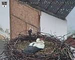Capi_Dubne_20250418_095502.jpg