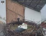 Capi_Dubne_20250418_100002.jpg