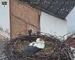 Capi_Dubne_20250418_100503.jpg