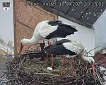 Capi_Dubne_20250418_101502.jpg