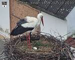Capi_Dubne_20250418_102003.jpg