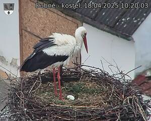Capi_Dubne_20250418_102003.jpg (1350 x 1080)