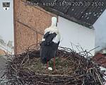 Capi_Dubne_20250418_102502.jpg