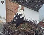 Capi_Dubne_20250418_104002.jpg