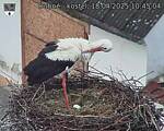 Capi_Dubne_20250418_104504.jpg
