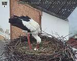 Capi_Dubne_20250418_105004.jpg