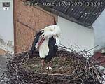Capi_Dubne_20250418_105502.jpg