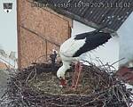 Capi_Dubne_20250418_111002.jpg