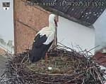Capi_Dubne_20250418_111502.jpg