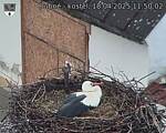 Capi_Dubne_20250418_115002.jpg