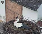 Capi_Dubne_20250418_121003.jpg