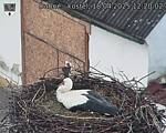 Capi_Dubne_20250418_122002.jpg