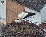 Capi_Dubne_20250418_124004.jpg