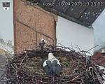 Capi_Dubne_20250418_132502.jpg
