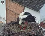 Capi_Dubne_20250418_133503.jpg