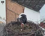 Capi_Dubne_20250418_135004.jpg
