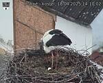 Capi_Dubne_20250418_141002.jpg