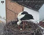Capi_Dubne_20250418_142003.jpg