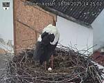 Capi_Dubne_20250418_142502.jpg