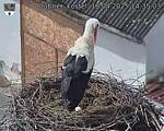 Capi_Dubne_20250418_143503.jpg