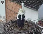 Capi_Dubne_20250418_144503.jpg
