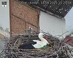 Capi_Dubne_20250418_152504.jpg