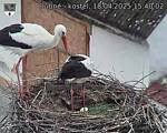 Capi_Dubne_20250418_154002.jpg