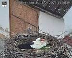 Capi_Dubne_20250418_155004.jpg