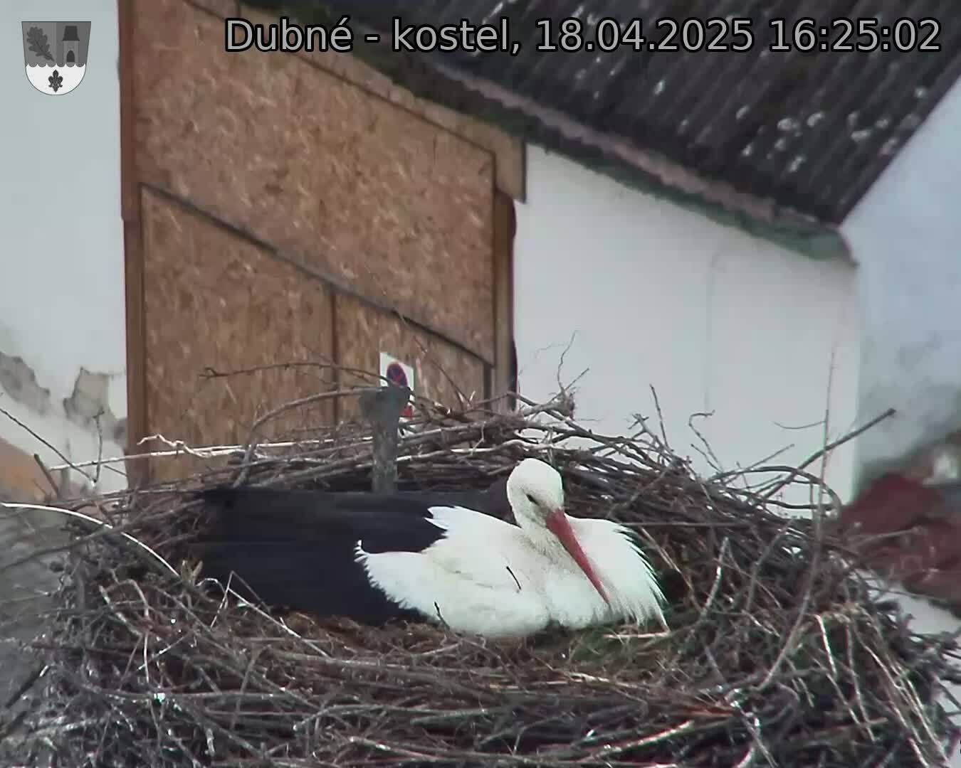 Capi_Dubne_20250418_162502.jpg (1350 x 1080)