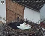 Capi_Dubne_20250418_163504.jpg
