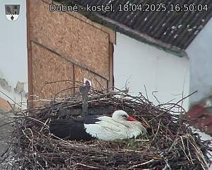 Capi_Dubne_20250418_165004.jpg (1350 x 1080)