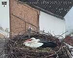 Capi_Dubne_20250418_170504.jpg