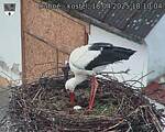 Capi_Dubne_20250418_181004.jpg