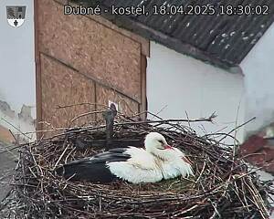 Capi_Dubne_20250418_183002.jpg (1350 x 1080)