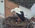 Capi_Dubne_20250418_185003.jpg