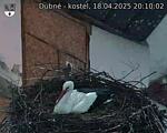 Capi_Dubne_20250418_201002.jpg