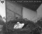 Capi_Dubne_20250418_202002.jpg