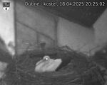 Capi_Dubne_20250418_202502.jpg