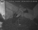 Capi_Dubne_20250418_210502.jpg