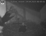 Capi_Dubne_20250419_000502.jpg