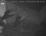 Capi_Dubne_20250419_005503.jpg
