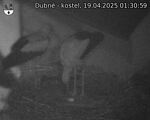 Capi_Dubne_20250419_013059.jpg